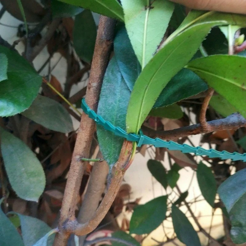 50 قطعة من روابط النباتات البل - مراجعة Vine Climbing Plastic وسعره