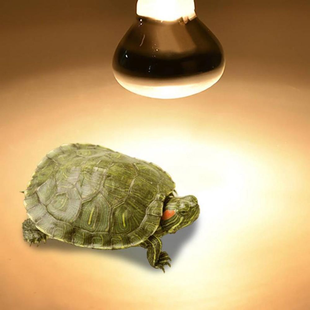 السلحفاة متحكم في درجة الحرارة - مراجعة Basking Bulb Halogen وسعره