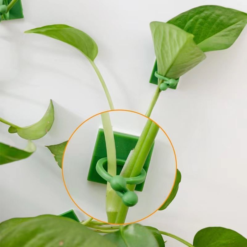 مشابك تثبيت النباتات المتسلقة  - مراجعة Vine Climbing Plastic وسعره