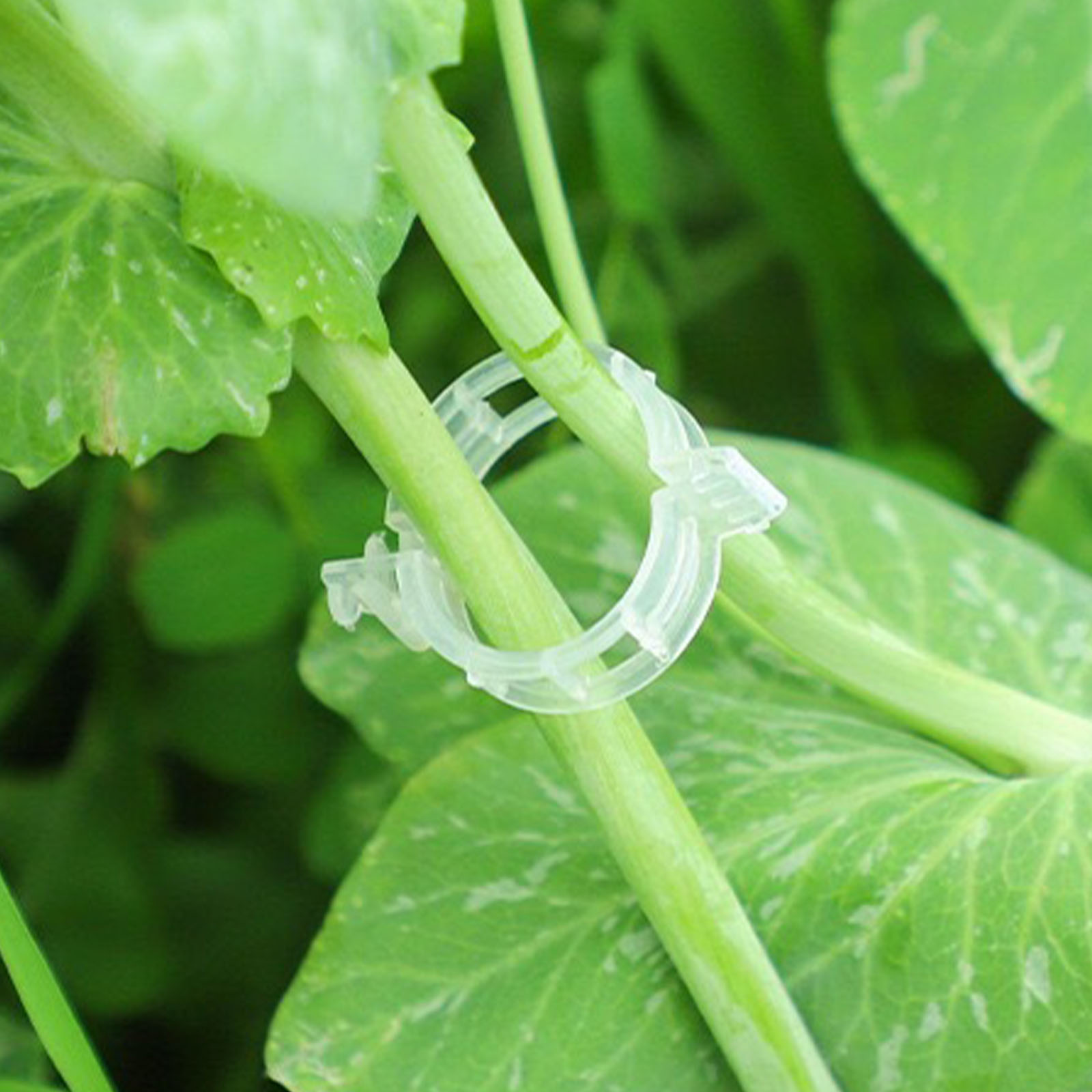 مشبك بلاستيكي آمن لتثبيت النبا - مراجعة Vine Climbing Plastic وسعره